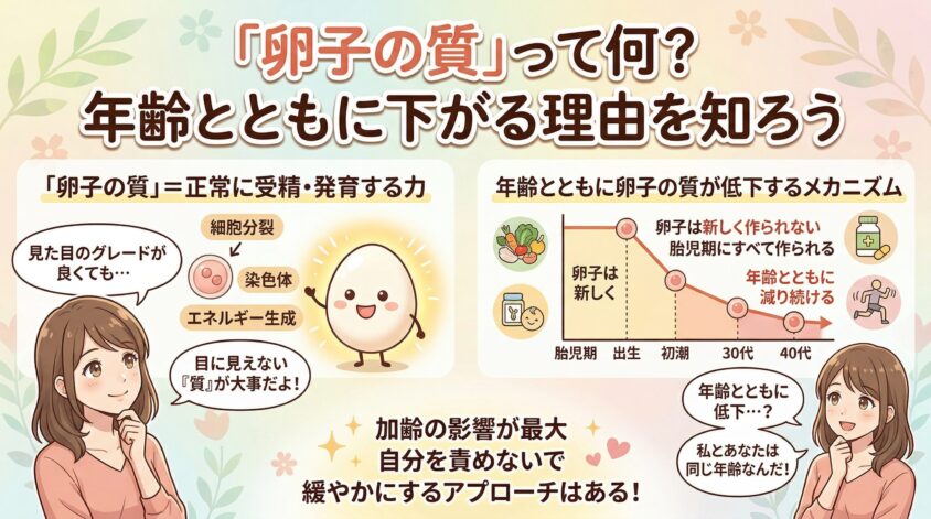 そもそも卵子の質って何?年齢とともに下がる理由を知っておこう